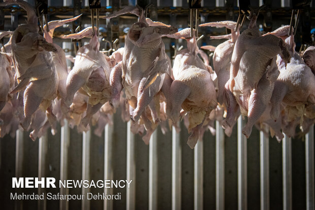 محکومیت ۸۷ میلیاردی یک کشتارگاه صنعتی مرغ در خراسان رضوی