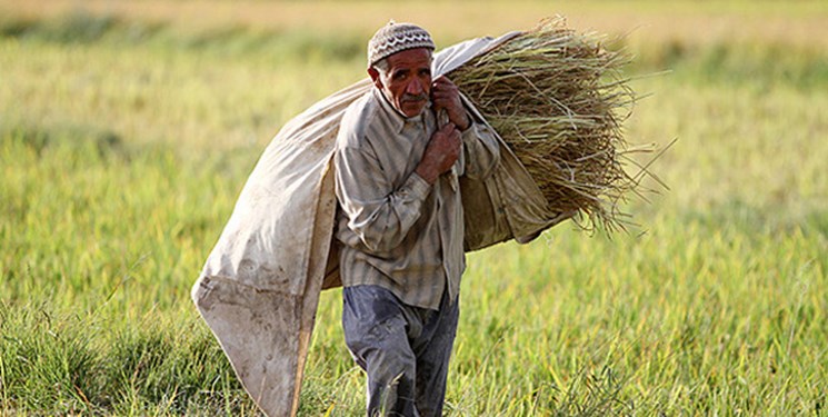تضییع حقوق ۸۰ درصد از کشاورزان با طرح «الزام به ثبت رسمی معاملات»