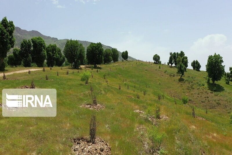 سند بیش از ۸۶۹هزار هکتار از منابع ملی کرمانشاه تاکنون صادر شده است