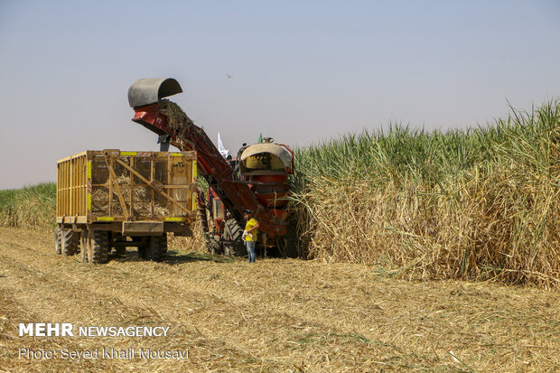 ضرورت کاهش برداشت سیاه از مزارع نیشکر خوزستان